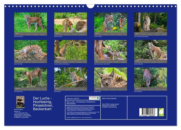 Produktbild: Der Luchs - Hochbeinig, Pinselohren, Backenbart (Wandkalender 2026 DIN A3 quer), CALVENDO Monatskalender