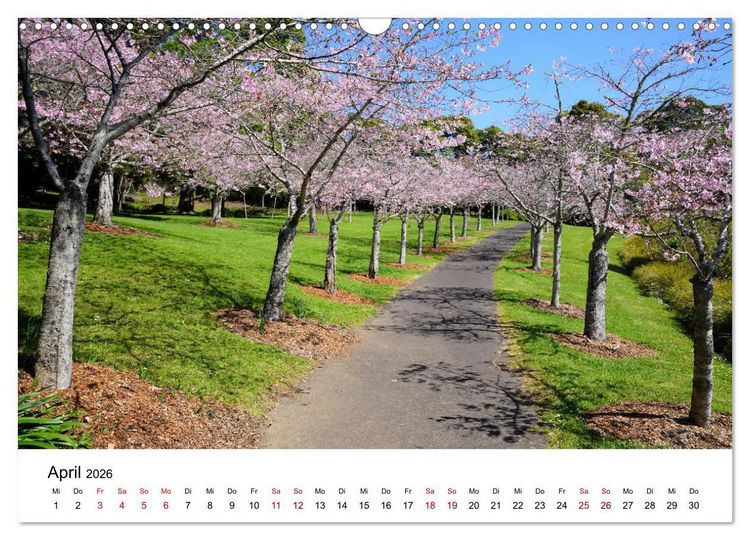 Produktbild: Auckland und Umgebung 2026 (Wandkalender 2026 DIN A3 quer), CALVENDO Monatskalender
