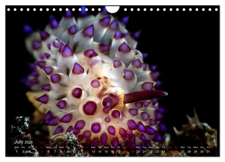 Produktbild: Diving in Indonesia - BEAUTIFUL NUDIBRANCHS (Wall Calendar 2026 DIN A4 landscape), CALVENDO 12 Month Wall Calendar