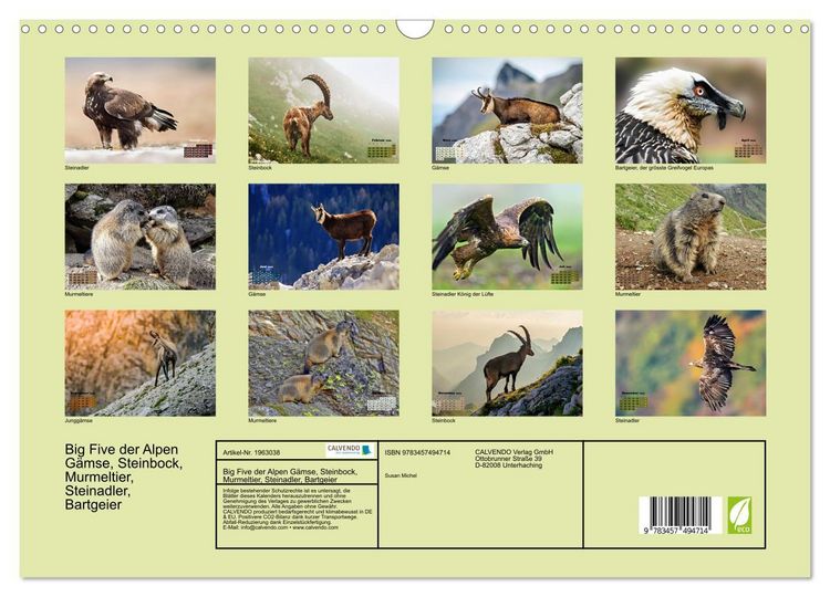 Produktbild: Big Five der Alpen G&auml;mse, Steinbock, Murmeltier, Steinadler, Bartgeier (Wandkalender 2026 DIN A3 quer), CALVENDO Monatskalender