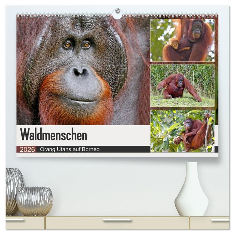 Produktbild: Waldmenschen - Orang Utans auf Borneo (hochwertiger Premium Wandkalender 2026 DIN A2 quer), Kunstdruck in Hochglanz