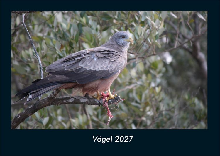 Produktbild: V&ouml;gel 2027 Fotokalender DIN A4