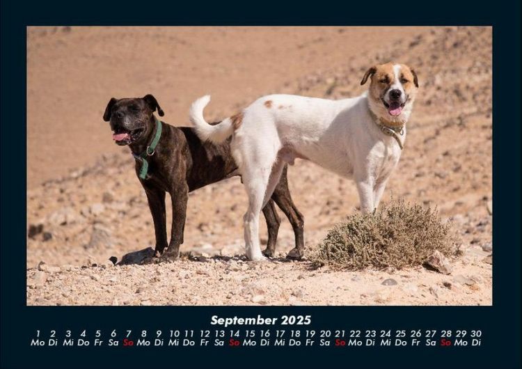 Produktbild: Hunde 2025 Fotokalender DIN A4