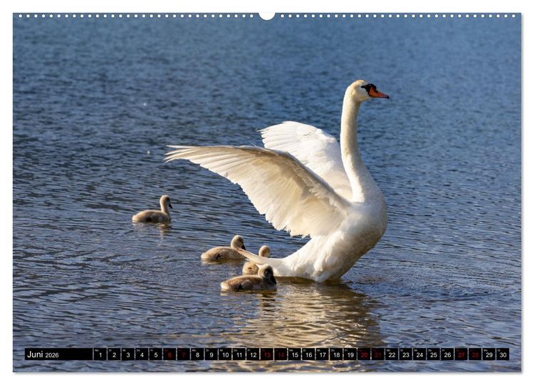 Produktbild: Die Eleganz der Schw&auml;ne (Wandkalender 2026 DIN A2 quer), CALVENDO Monatskalender