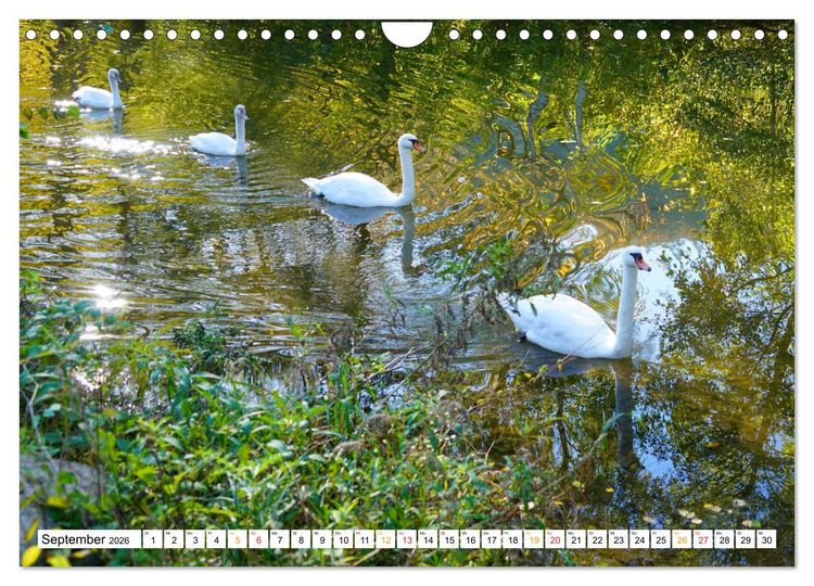 Produktbild: 12 Monate Natur (Wandkalender 2026 DIN A4 quer), CALVENDO Monatskalender