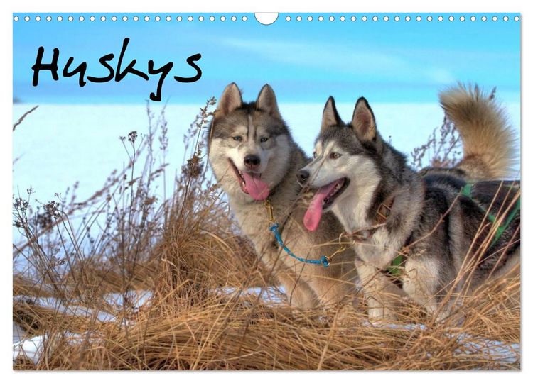Produktbild: Huskys (Wandkalender 2026 DIN A3 quer), CALVENDO Monatskalender