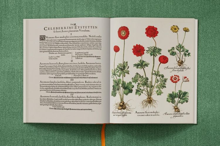 Produktbild: Basilius Besler. The Garden at Eichst&auml;tt