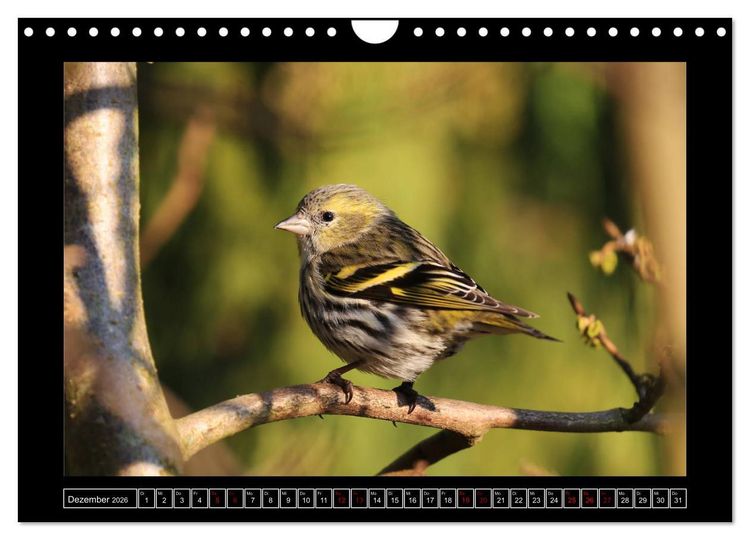 Produktbild: Niederrheinische Vogelwelt (Wandkalender 2026 DIN A4 quer), CALVENDO Monatskalender