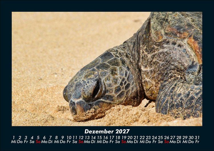 Produktbild: Schildkr&ouml;tenzauber 2027 Fotokalender DIN A5