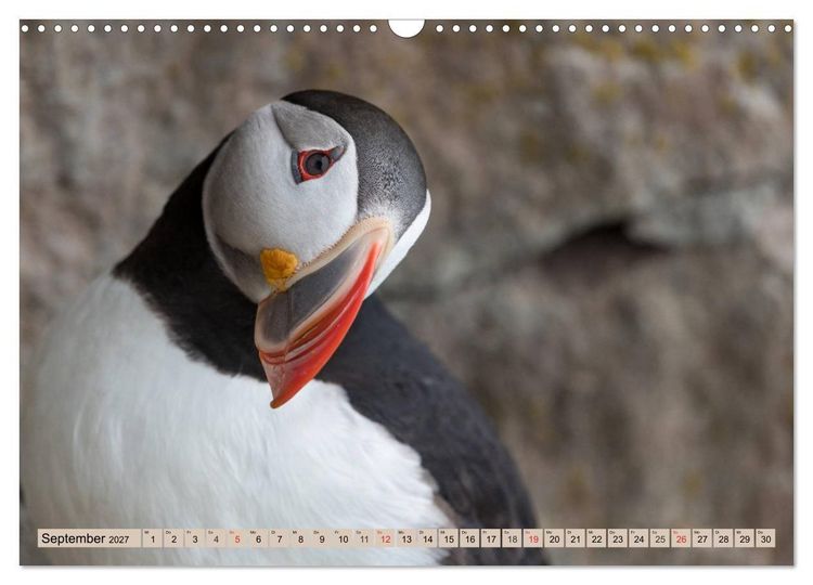 Produktbild: Papageitaucher - Puffins (Wandkalender 2027 DIN A3 quer), CALVENDO Monatskalender
