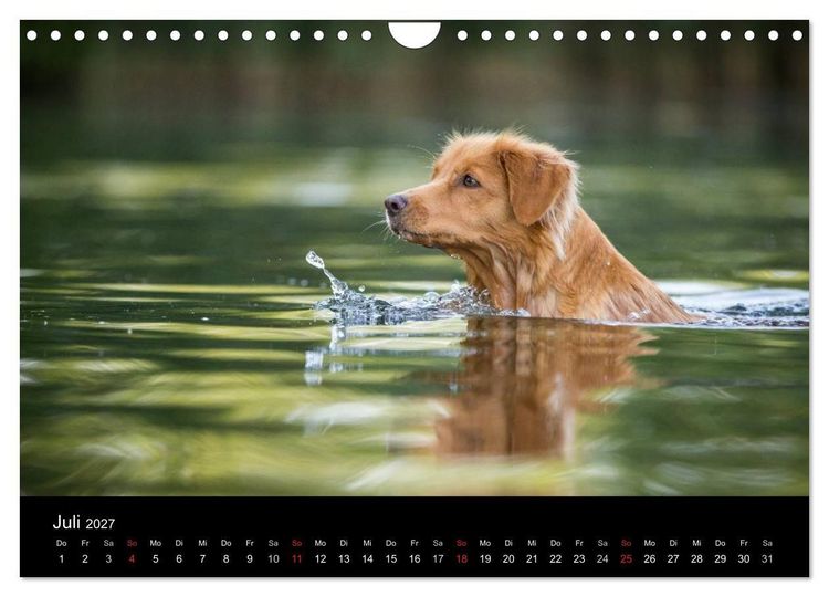 Produktbild: Toller - Nova Scotia Duck Tolling Retriever (Wandkalender 2027 DIN A4 quer), CALVENDO Monatskalender