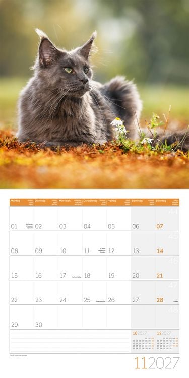 Produktbild: Katzen Kalender 2027 - 30x30 - Art12