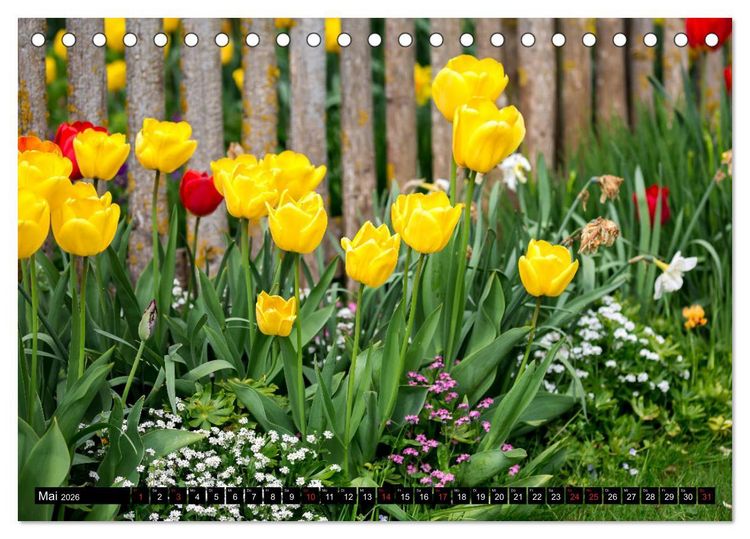 Produktbild: Kleine Blumen ganz gro&szlig; (Tischkalender 2026 DIN A5 quer), CALVENDO Monatskalender