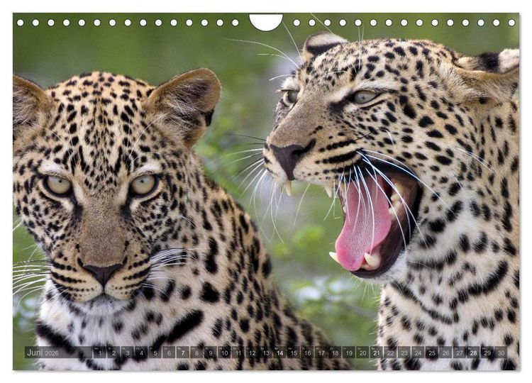 Produktbild: Namibia - Die Tierwelt (Wandkalender 2026 DIN A4 quer), CALVENDO Monatskalender