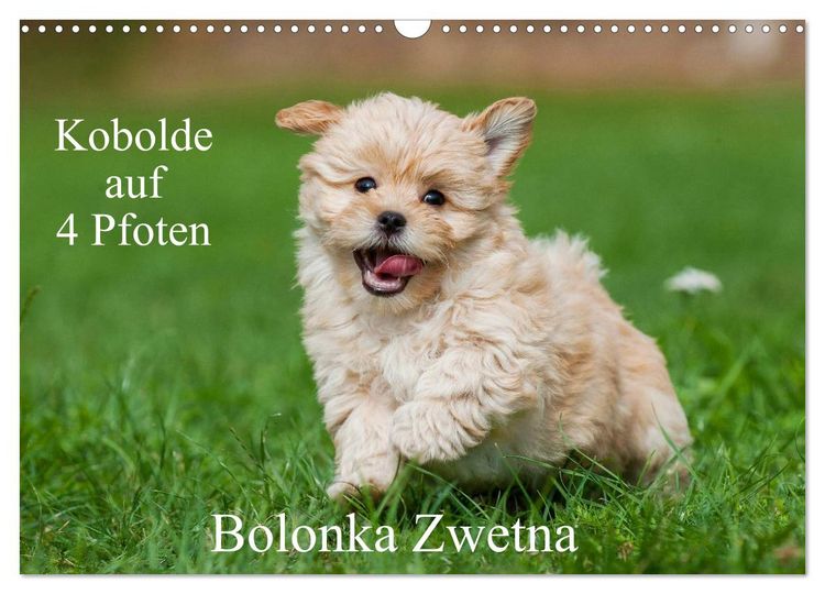 Produktbild: Kobolde auf 4 Pfoten - Bolonka Zwetna (Wandkalender 2026 DIN A3 quer), CALVENDO Monatskalender