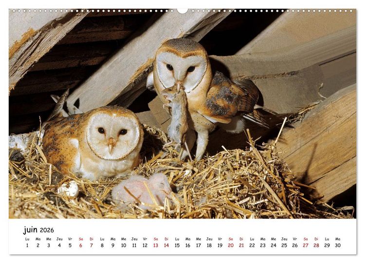 Produktbild: La vie des chouettes, les dames de la nuit (Calendrier mural 2026 DIN A2 vertical) calendrier de bureau