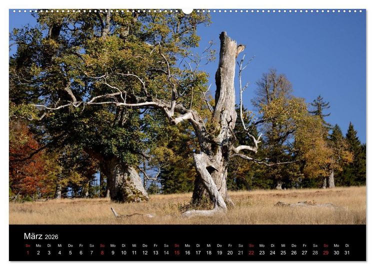 Produktbild: Zauberhafter Bayerischer Wald (Wandkalender 2026 DIN A2 quer), CALVENDO Monatskalender
