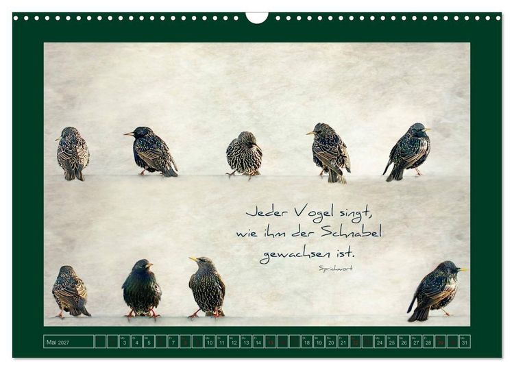 Produktbild: Stare und Weisheiten (Wandkalender 2027 DIN A3 quer), CALVENDO Monatskalender
