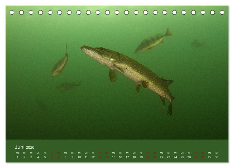 Produktbild: Faszination S&uuml;sswasser (Tischkalender 2026 DIN A5 quer), CALVENDO Monatskalender