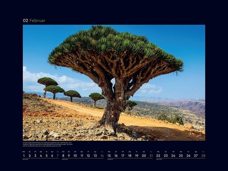 Produktbild: Alte B&auml;ume, Sinnbilder des Lebens - KUNTH Wandkalender 2027