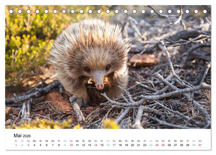 Produktbild: Australiens wunderbare Tiere (Tischkalender 2026 DIN A5 quer), CALVENDO Monatskalender