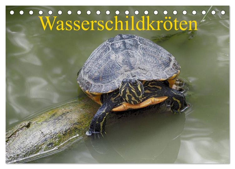 Produktbild: Wasserschildkr&ouml;ten (Tischkalender 2026 DIN A5 quer), CALVENDO Monatskalender