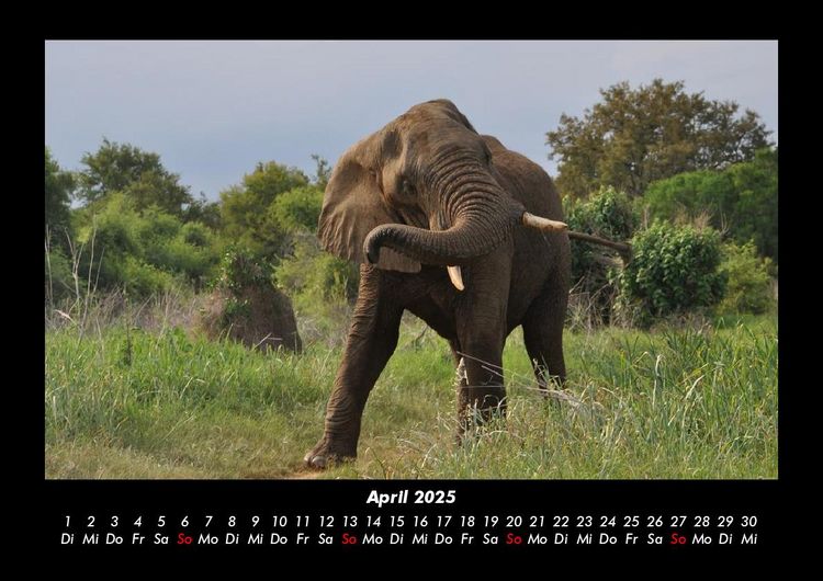 Produktbild: Der Elefantenkalender 2025 Fotokalender DIN A3
