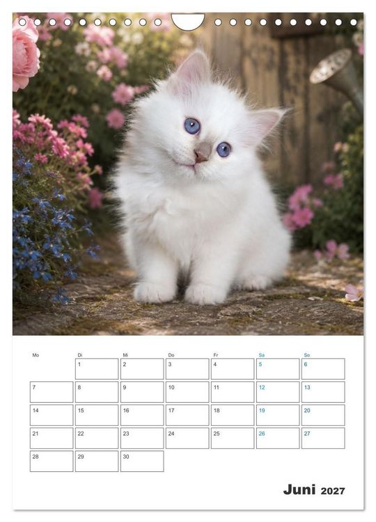 Produktbild: Heilige Birma Kitten Kalender mit Planer (Wandkalender 2027 DIN A4 hoch), CALVENDO Monatskalender