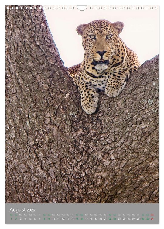Produktbild: Wildlife of the Masai Mara (Wall Calendar 2026 DIN A3 portrait), CALVENDO 12 Month Wall Calendar