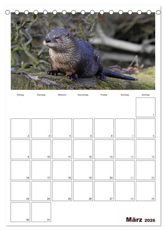 Produktbild: Der Fischotter-Terminplaner (Tischkalender 2026 DIN A5 hoch), CALVENDO Monatskalender