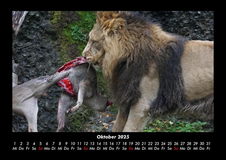 Produktbild: L&ouml;wen in der Wildnis 2025 Fotokalender DIN A3