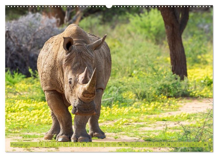 Produktbild: Das s&uuml;dliche Afrika 2026 (hochwertiger Premium Wandkalender 2026 DIN A2 quer), Kunstdruck in Hochglanz