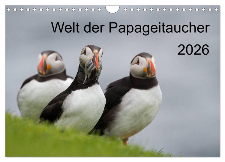Produktbild: Welt der Papageitaucher (Wandkalender 2026 DIN A4 quer), CALVENDO Monatskalender