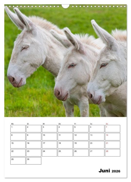 Produktbild: S&uuml;&szlig;e Esel. Langohren zum Verlieben (Wandkalender 2026 DIN A3 hoch), CALVENDO Monatskalender