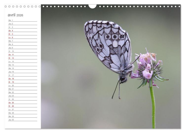 Produktbild: Dans le jardin des papillons (Calendrier mural 2026 DIN A3 vertical), CALVENDO calendrier mensuel