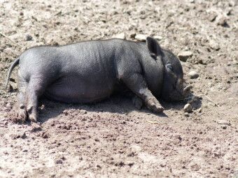 Produktbild: CALVENDO Puzzle Schlafende Mikroschwein Ferkel | 1000 Teile Lege-Gr&ouml;&szlig;e 64x48cm Foto-Puzzle f&uuml;r gl&uuml;ckliche Stunden