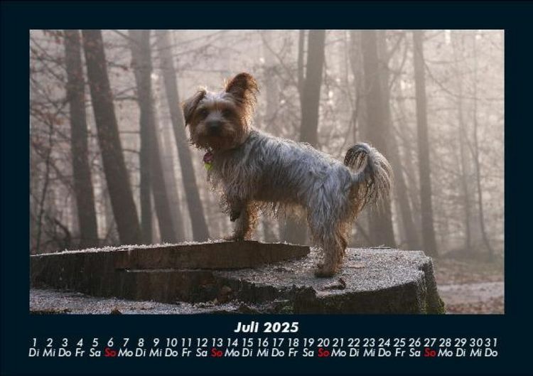 Produktbild: Hunde 2025 Fotokalender DIN A5