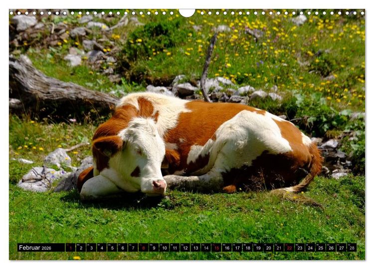 Produktbild: Sommer am Dachstein (Wandkalender 2026 DIN A3 quer), CALVENDO Monatskalender