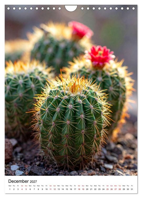 Produktbild: Beautiful Spiky Balls (Wall Calendar 2027 DIN A4 portrait), CALVENDO 12 Month Wall Calendar