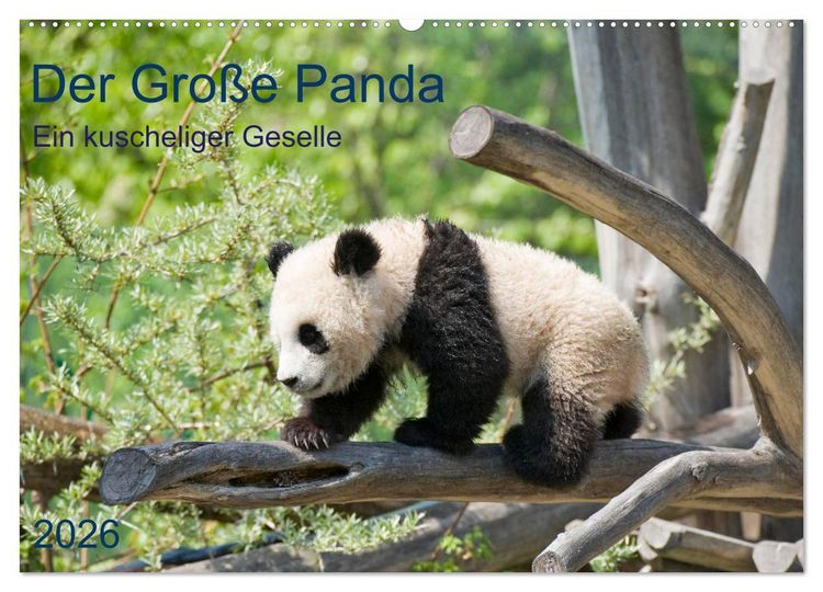 Produktbild: Der Gro&szlig;e Panda Ein kuscheliger Geselle (Wandkalender 2026 DIN A2 quer), CALVENDO Monatskalender