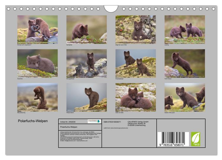 Produktbild: Polarfuchs-Welpen (Wandkalender 2026 DIN A4 quer), CALVENDO Monatskalender