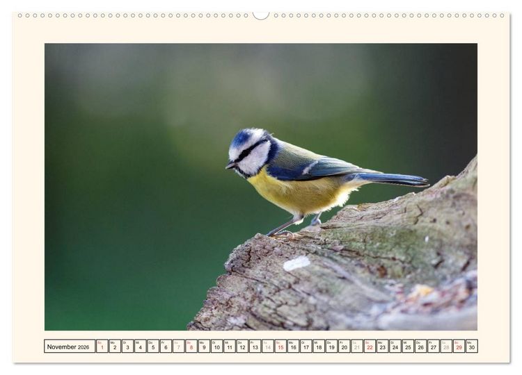 Produktbild: Gefiederte Sch&ouml;nheiten - Die Blaumeise (Wandkalender 2026 DIN A2 quer), CALVENDO Monatskalender
