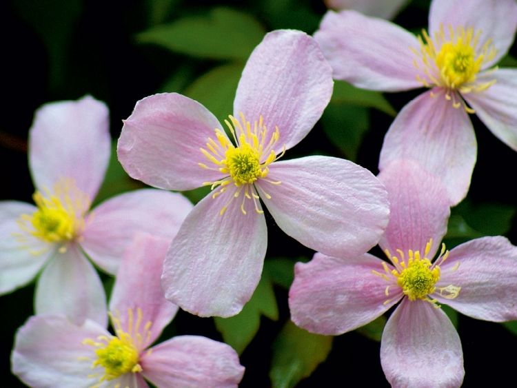 Produktbild: CALVENDO Puzzle Clematis 1000 Teile Puzzle quer | 1000 Teile Lege-Gr&ouml;&szlig;e 64 &times; 48 cm Foto-Puzzle f&uuml;r gl&uuml;ckliche Stunden