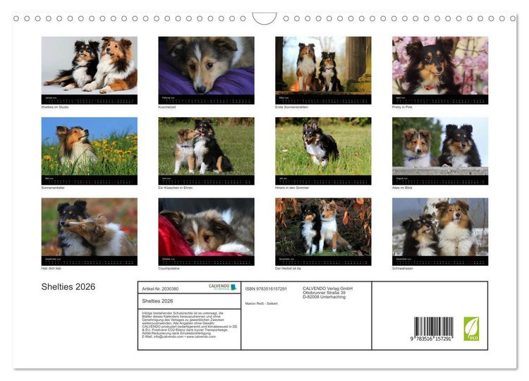 Produktbild: Shelties 2026 (Wandkalender 2026 DIN A3 quer), CALVENDO Monatskalender