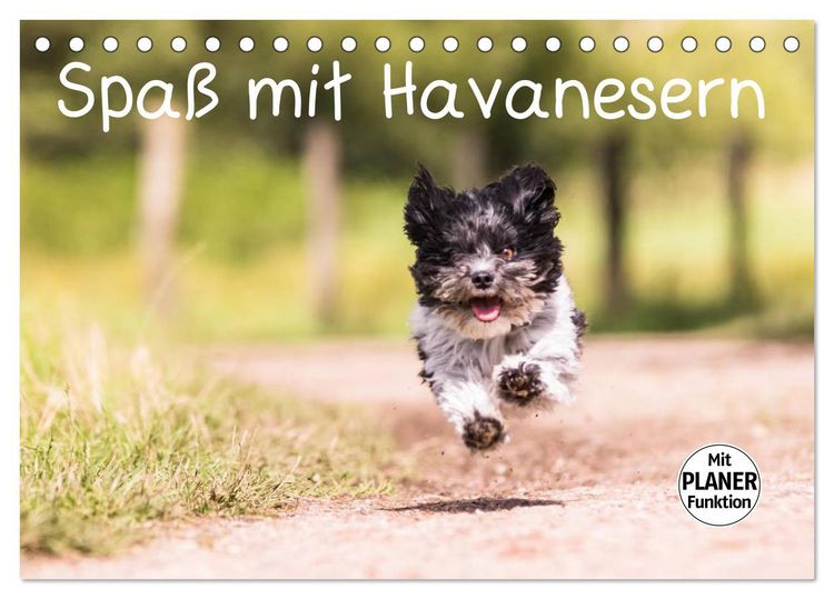 Produktbild: Spa&szlig; mit Havanesern (Tischkalender 2026 DIN A5 quer), CALVENDO Monatskalender