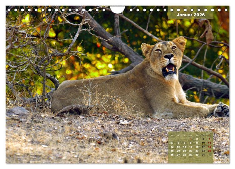 Produktbild: Wilde Tiere Indiens (Wandkalender 2026 DIN A4 quer), CALVENDO Monatskalender