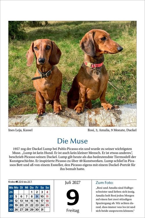 Produktbild: Hunde Tageskalender 2027