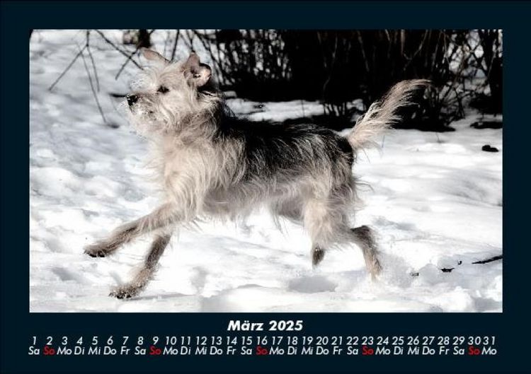 Produktbild: Der Hundekalender 2025 Fotokalender DIN A5