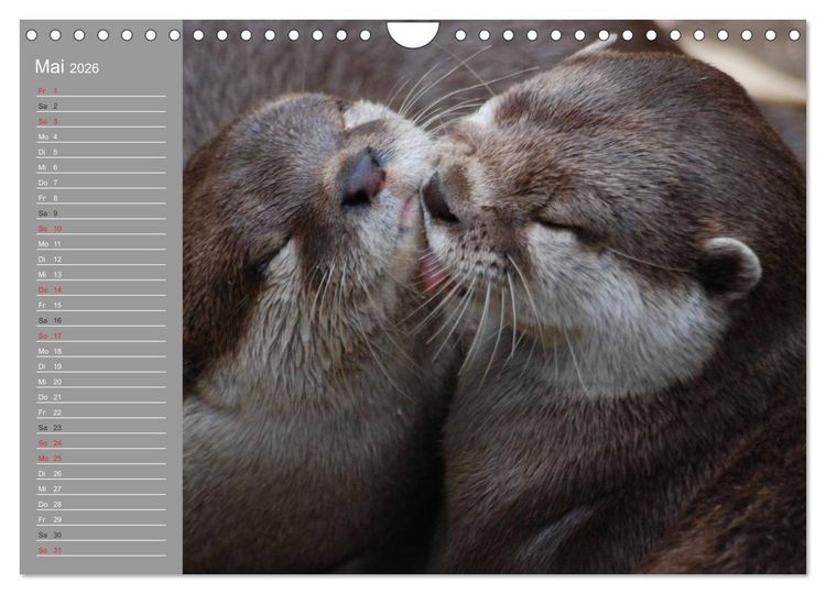 Produktbild: Otter. Frech, laut und clever (Wandkalender 2026 DIN A4 quer), CALVENDO Monatskalender