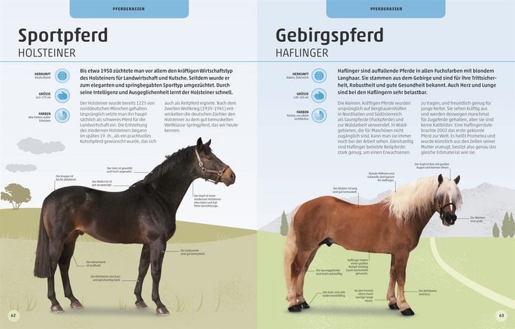 Produktbild: Pferde und Ponys